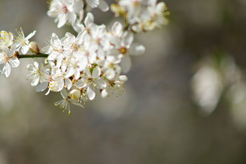 cherry blossom in spring