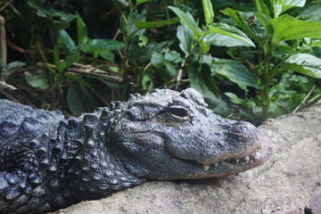 Chinese alligator with bad dental bite