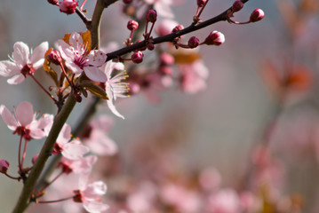 pink cherry blossom