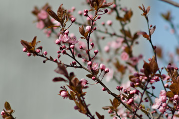 branch of a cherry