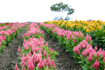 一面に咲くケイトウ