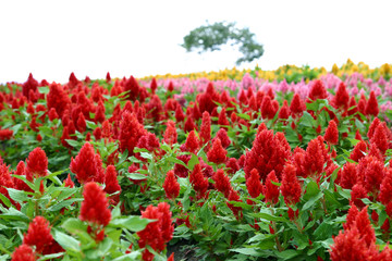 一面に咲くケイトウ