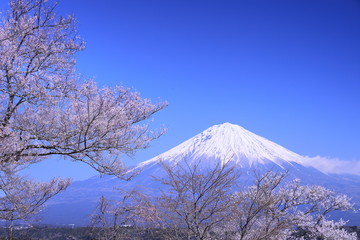 寺の境内に咲いた桜と富士山