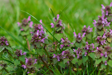 purple flowers in the garden