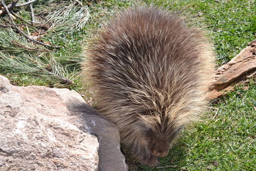 Random Porcupine
