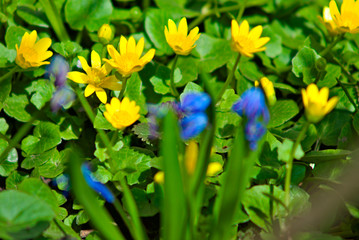 yellow crocus flowers