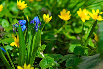 yellow spring flowers