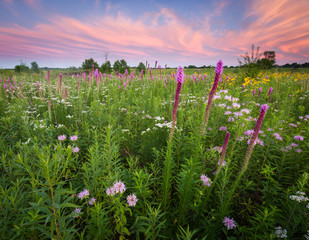 A dramatic sunset sky over a a prairie landscape full of blooming native wildflowers. - obrazy, fototapety, plakaty