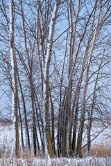 Snow-covered tress at twilight in a Midwest prairie landscape.