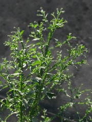 green plant in the garden