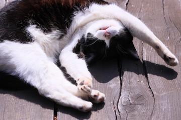 万歳姿で昼寝中の猫