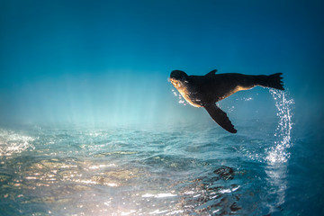 Obraz premium Playful seal swimming in the crystal clear water, Australia