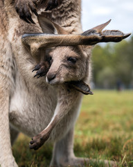 Baby kangaroo, Australia