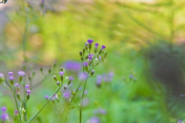 purple flowers in the field