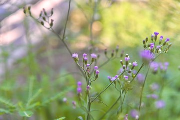 purple flowers in the field