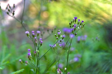 purple flowers in the field