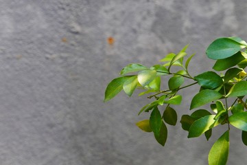 green leaves on a wall