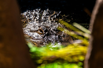 Alligator