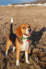 beagle dog stands on a field with last year's grass on a sunny day