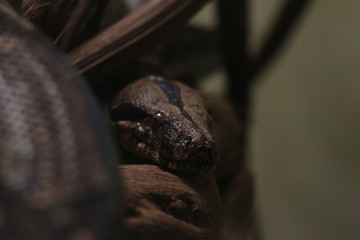 Anaconda