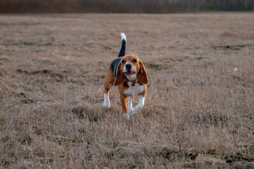 a beagle dog walks and barks on a field with last year's grass on a sunny day