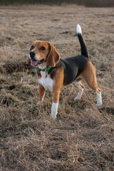 beagle dog stands on a field with last year's grass on a sunny day