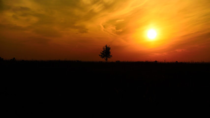 Fototapeta na wymiar One rogue during a beautiful sunset.