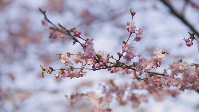 close view: beautiful pink sakura or cherry branch with flowers over blue sky in Europe