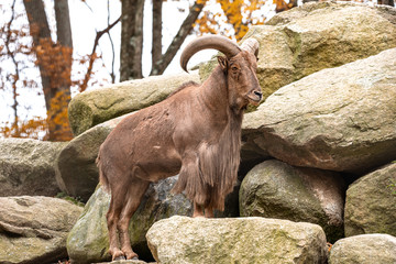 mountain goat on the rock