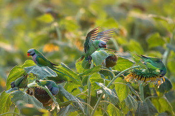 Group of parrots are eating sunflower seeds in the morning. (Red-breasted Parakeet)