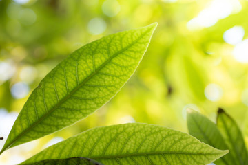 Fototapeta na wymiar Close Up green leaf under sunlight in the garden. Natural background with copy space.