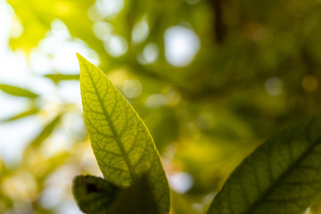 Close Up green leaf under sunlight in the garden. Natural background with copy space.