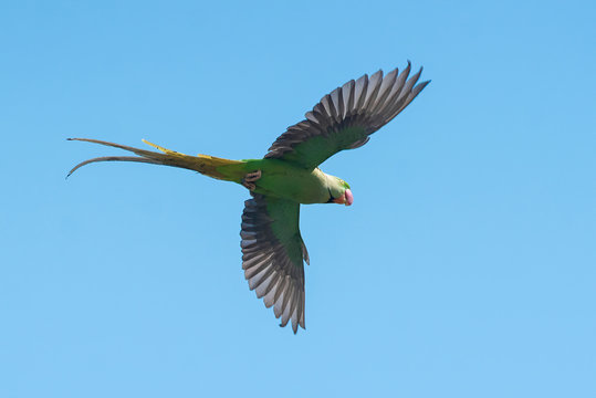 Alexandrine parakeet flying on blue sky