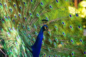 Obraz premium Peacock portrait