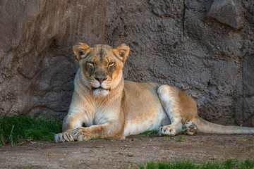 Portrait of a lioness