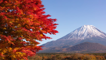山梨県 精進湖 富士山 紅葉