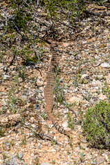 Western Diamond back rattle snake