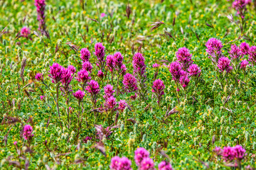Obraz premium field of pink flowers