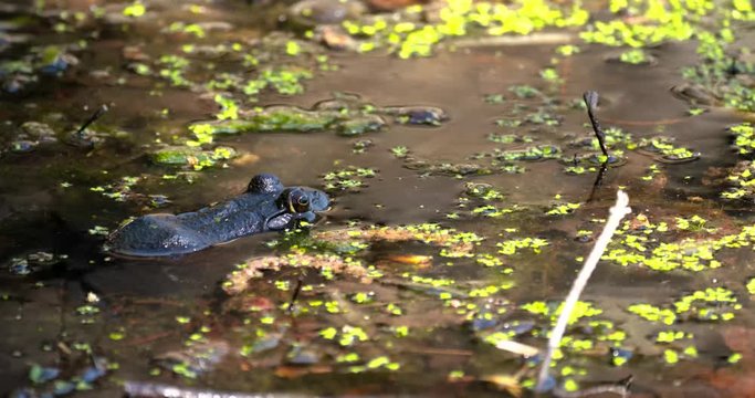 frog in pond half above surface