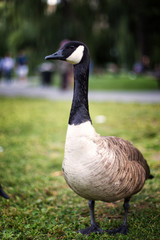 Fototapeta premium The Canadian Goose in the Boston Public Garden
