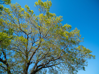 新緑と青空　初夏の風景