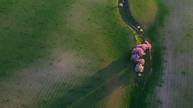 Aerial view from a drone of cereal fields in the province of Toledo, Autonomous Community of Castilla La Mancha, Spain, Europe