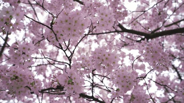 A Slow-motion video of cherry blossom tree branches, rotating facing upwards sakura petals