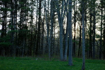 morning in the woods