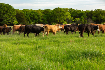 Herd of cattle on new pasture on the - obrazy, fototapety, plakaty