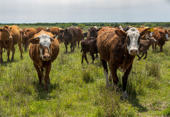 Herd of livestock moved to new pasture on the cattle ranch