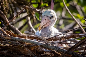 Baby Wood Stork in the nest