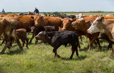 Herd of livestock moved to new pasture on the cattle ranch