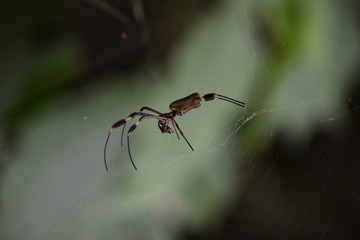 spider on the web
