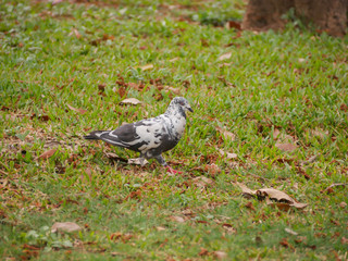 pigeon on the grass